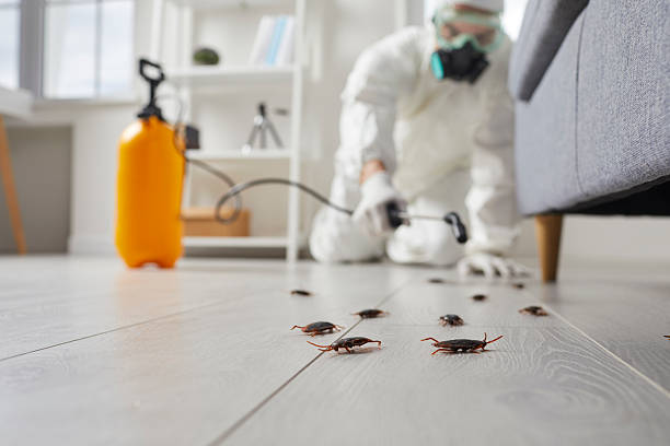 Commercial Rodent Management in Corinth